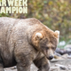 Image for article titled Saturday Night Social: Congratulations to Holly, the Chonkiest Bear in All the Land